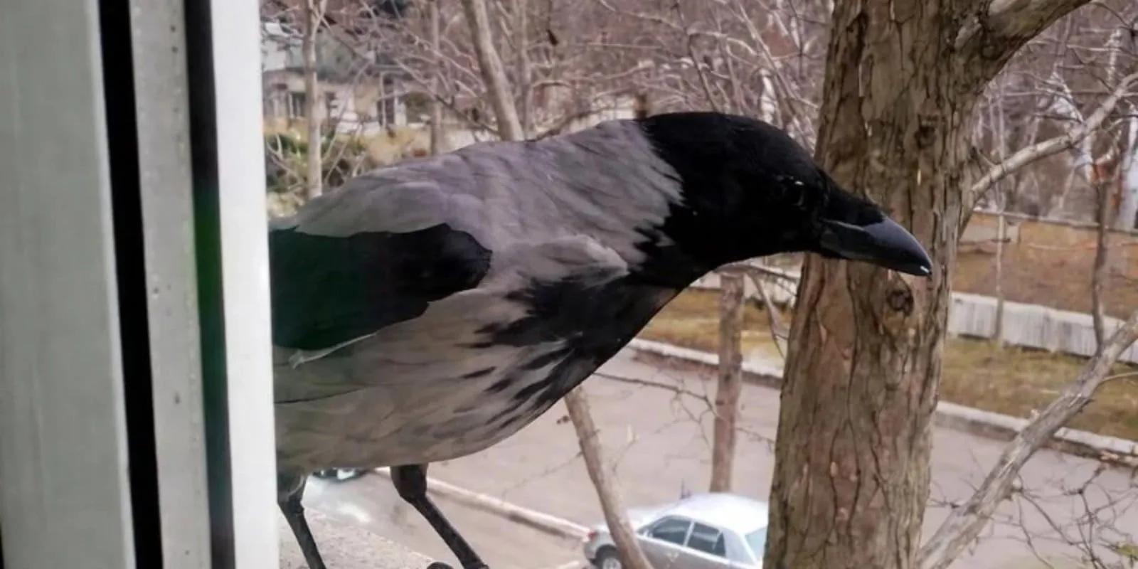 Клара и ворон