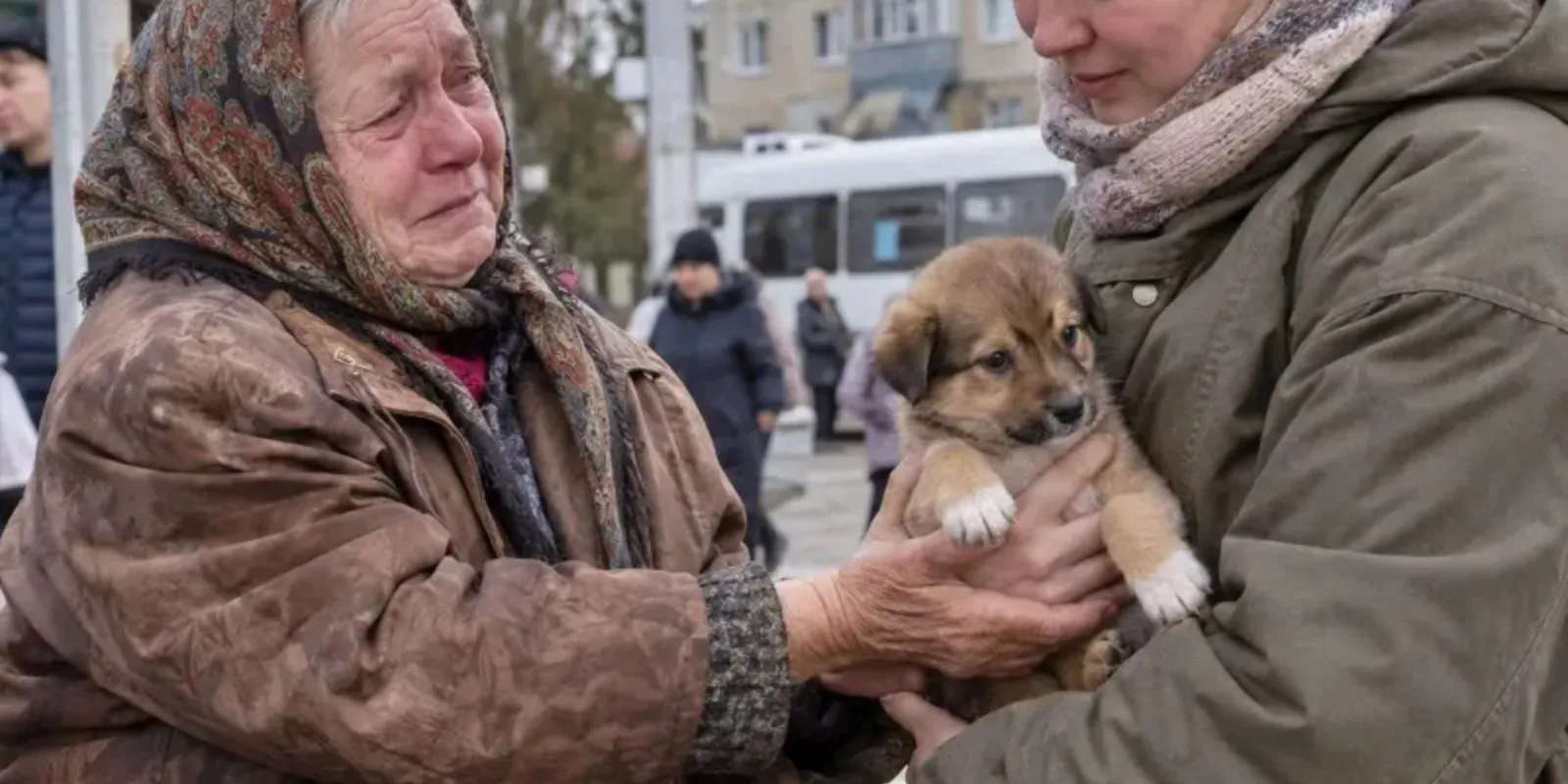 Она купила щенка у плачущей старушки... Она не забудет ТО, что случилось дальше